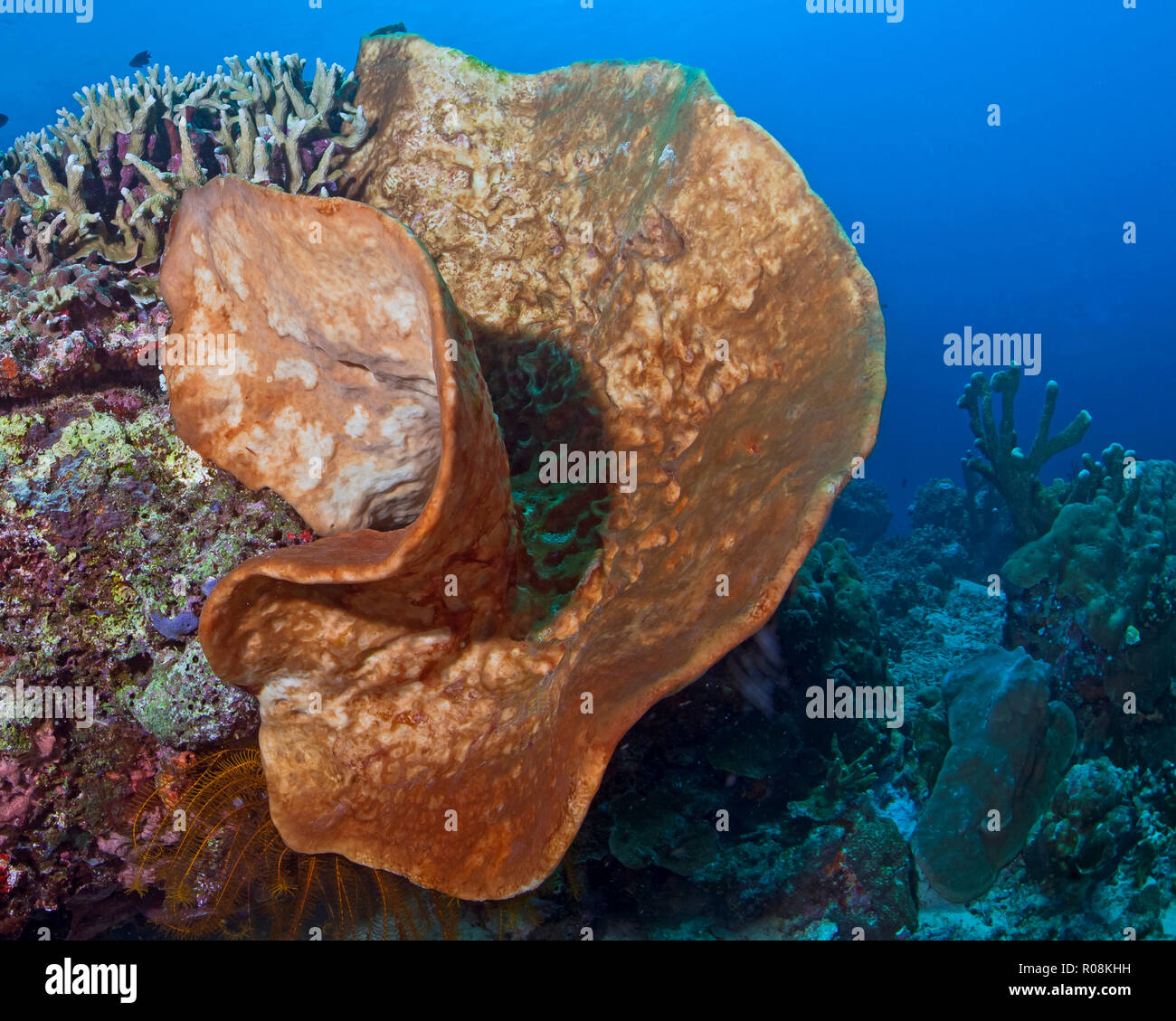 Giant orange elephant ear sponge (Agelas clathrode) in the shape of a human ear. Bunaken Island, Indonesia. Stock Photo