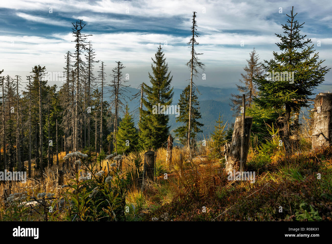 Dead Spruces (Picea), protected forest, Belchen, Black Forest, Baden-Württemberg, Germany Stock Photo