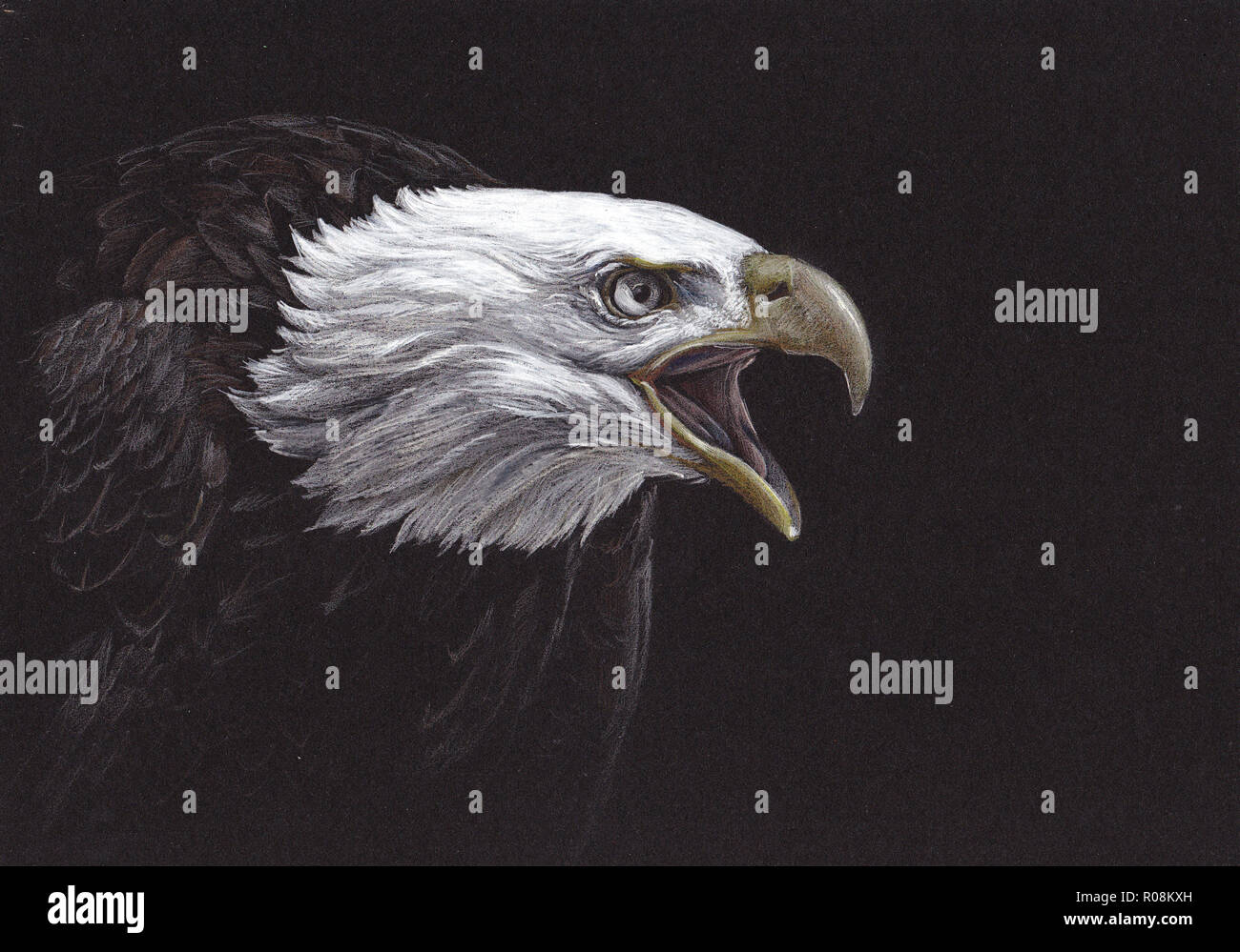 How To Draw A Bald Eagle (Hunting) | Step By Step - YouTube