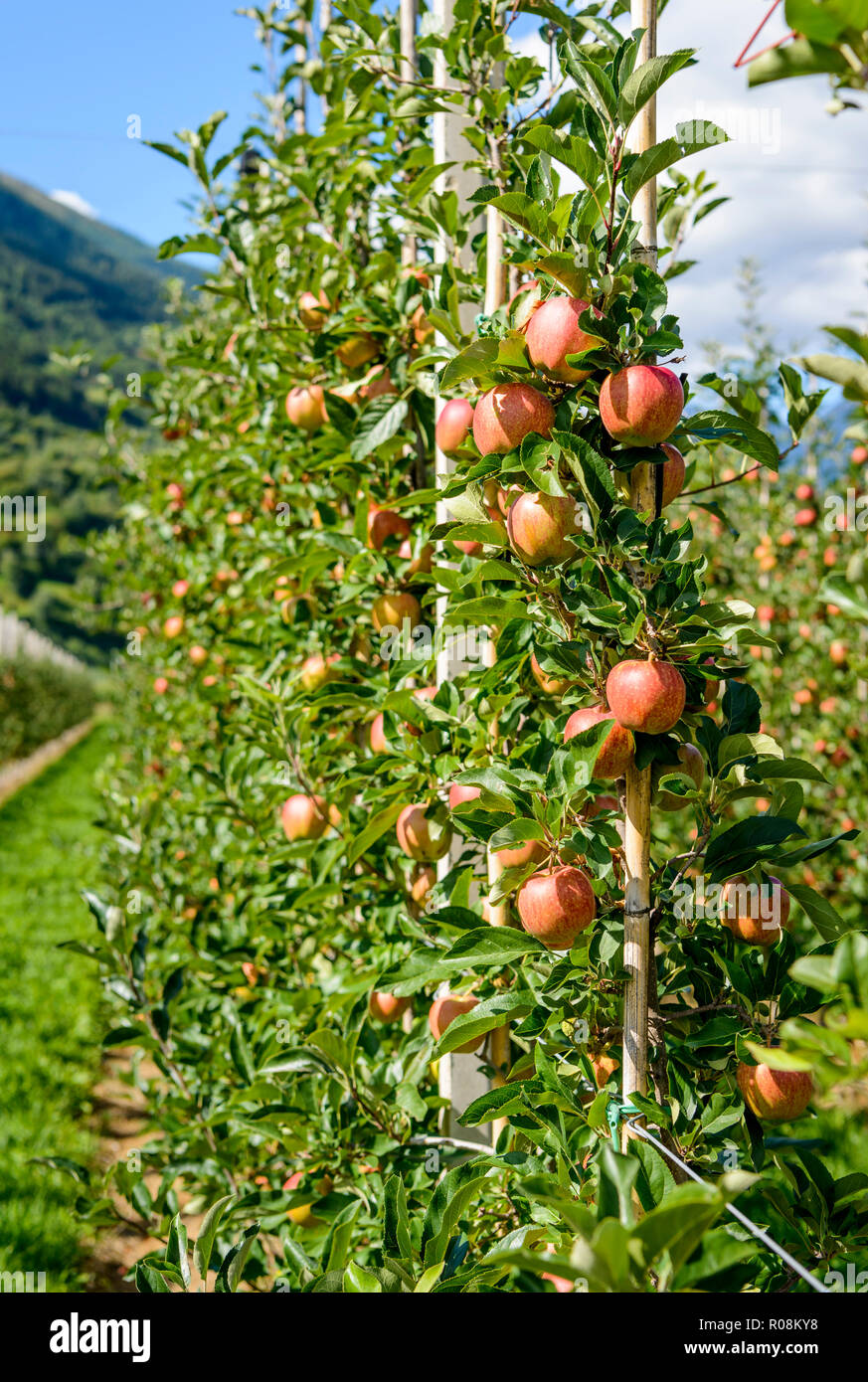 Apples hanging on apple tree, apple plantation, Trentino, South Tyrol