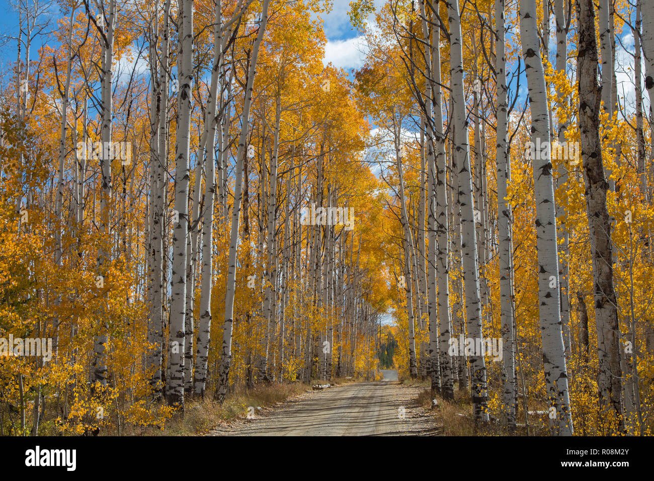 Autumn aspen trees along Battle Pass Scenic Byway in Wyoming Stock