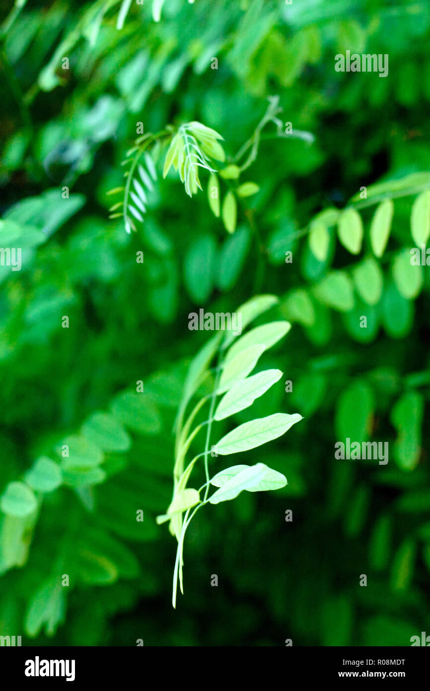 acacia leaves in summer closeup Stock Photo