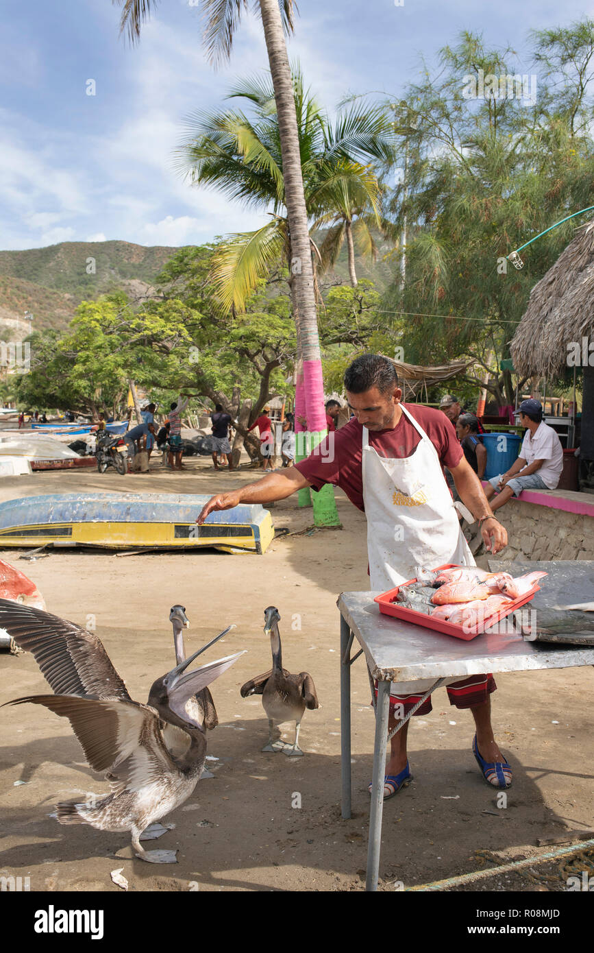 Fisherman gutting fresh fish for sale, meanwhile the cheeky pelicans are asking to be fed. Coastal life in Taganga, Santa Marta, Colombia. Sep 2018 Stock Photo