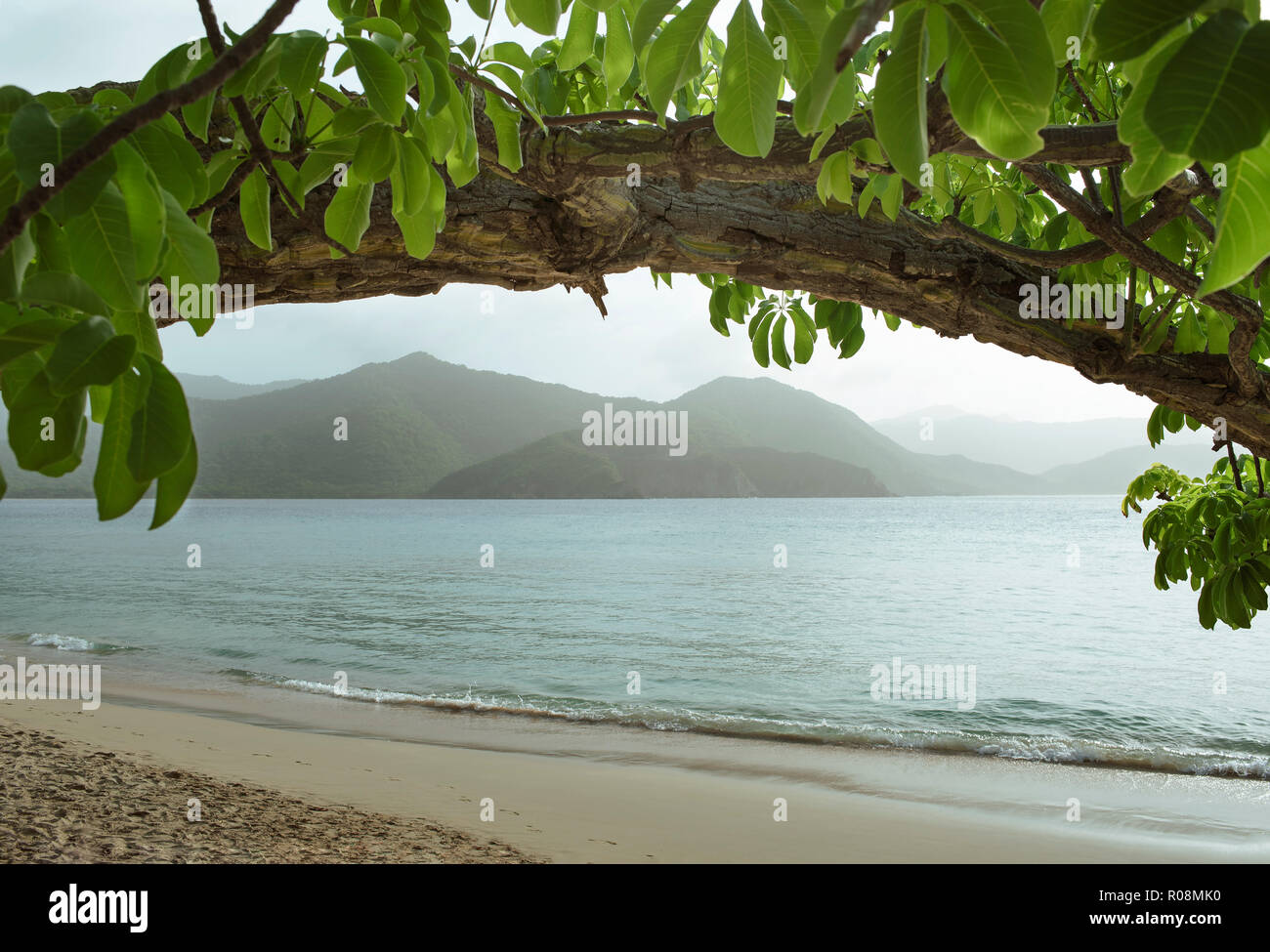 Tree branch on Playa Cristal, Tayrona National Park, Colombia. Holiday concept with copy space. Sep 2018 Stock Photo