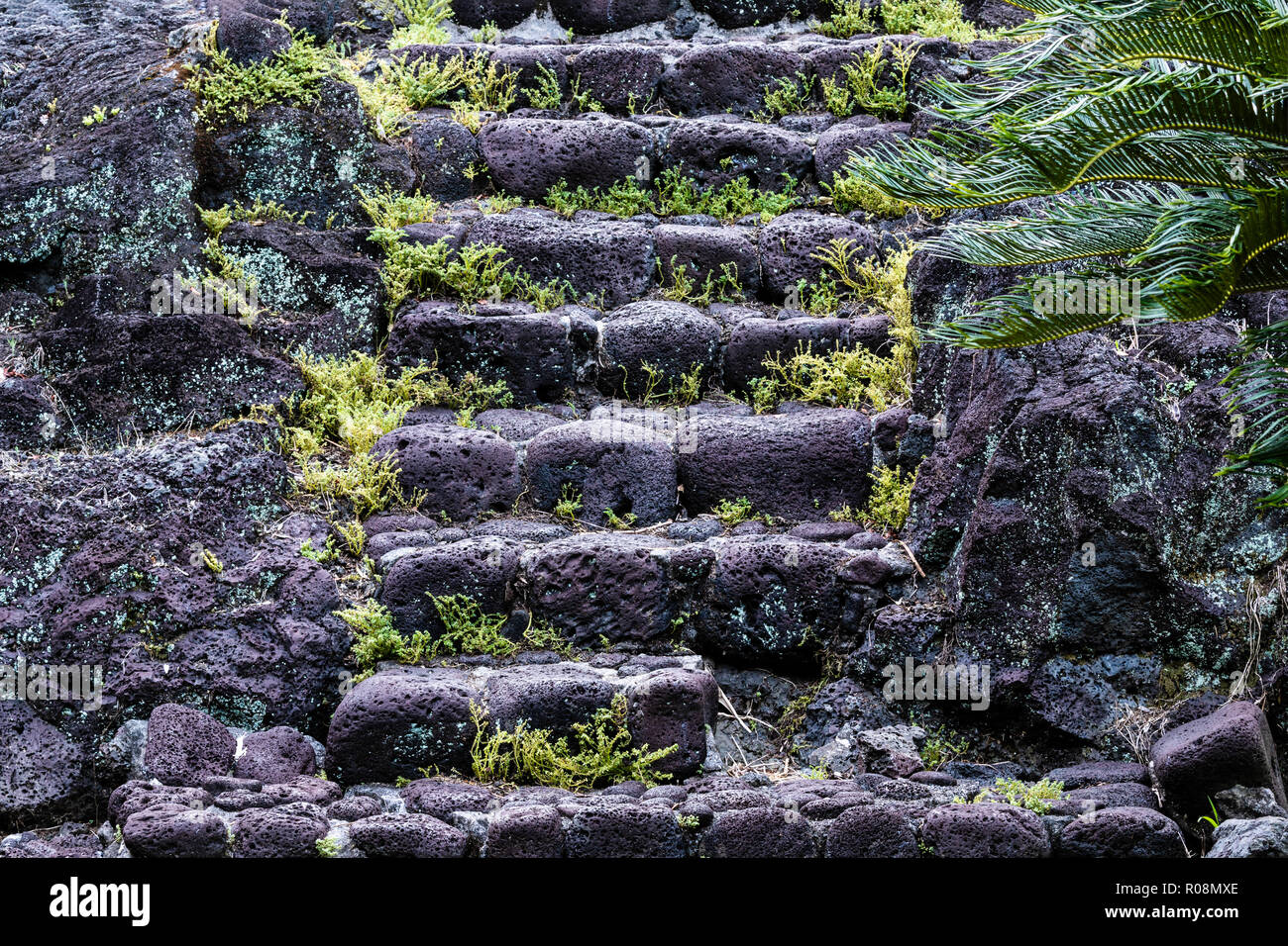 Stairs made from local volcanic rock in Hilo, Hawaii. Stones are weathered and rounded; ferns starting to grow in the cracks. Palm tree to the right o Stock Photo
