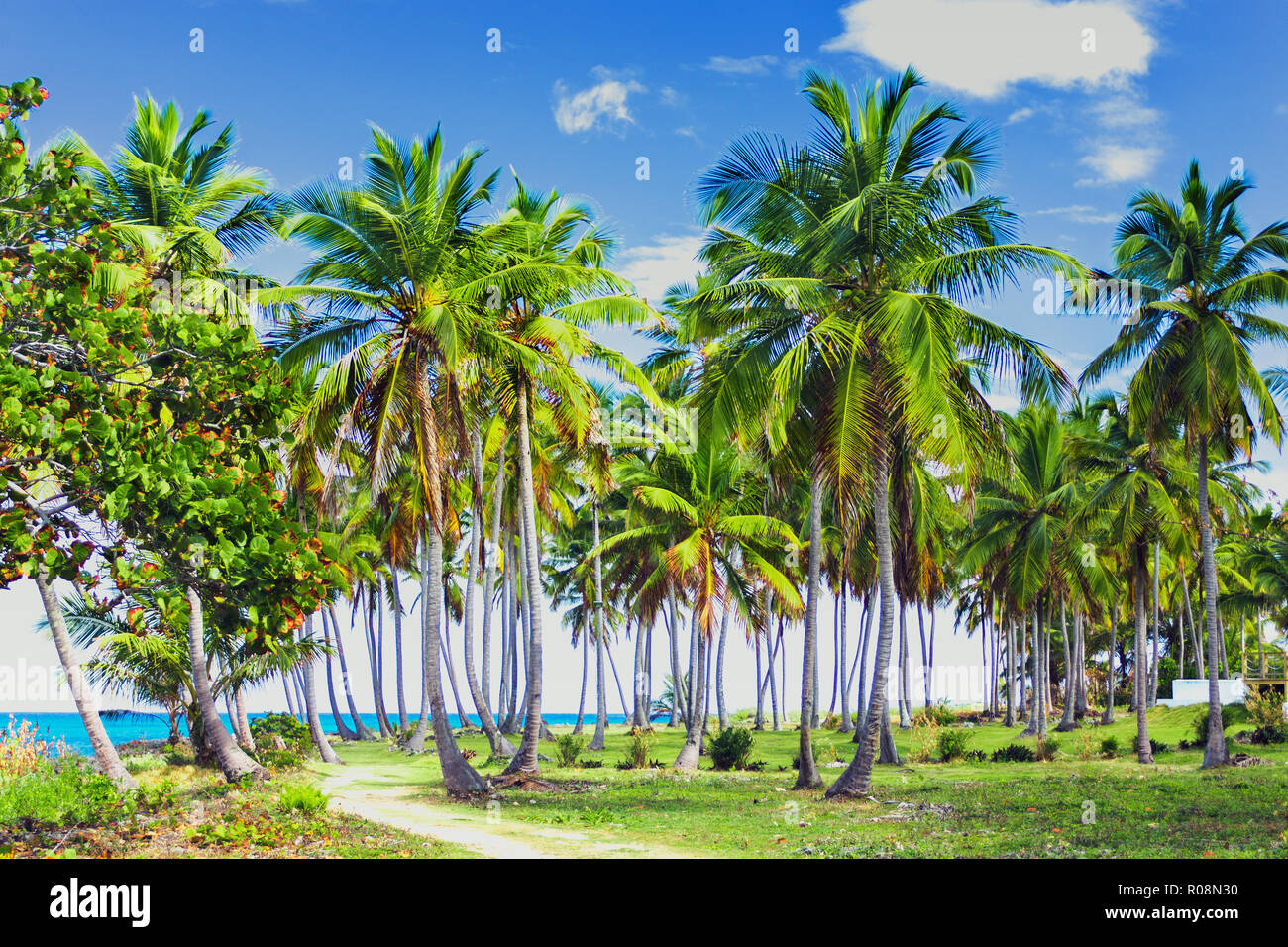 A winding path that leads through a palm tree forest near caribbean sea. Las Galeras, Samana, Dominican republic Stock Photo