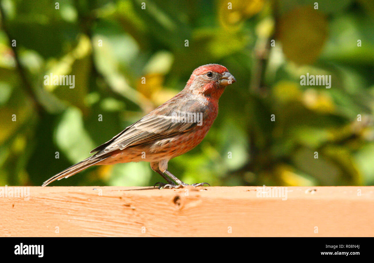 Birds of North America, House finch, carbonaceous mexicanuS Stock Photo
