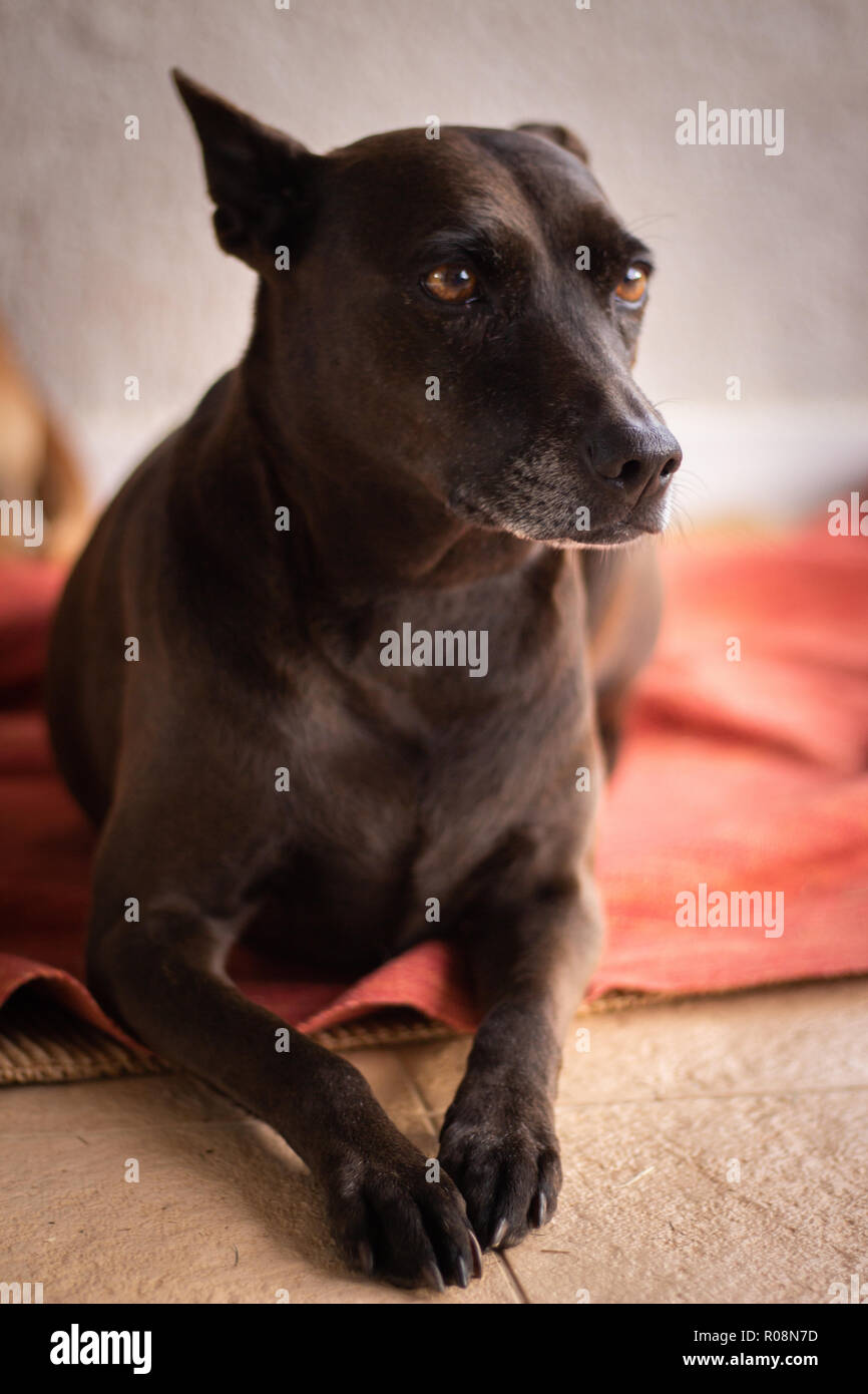 Medium mutt dog lying down shy at the carpet Stock Photo Alamy