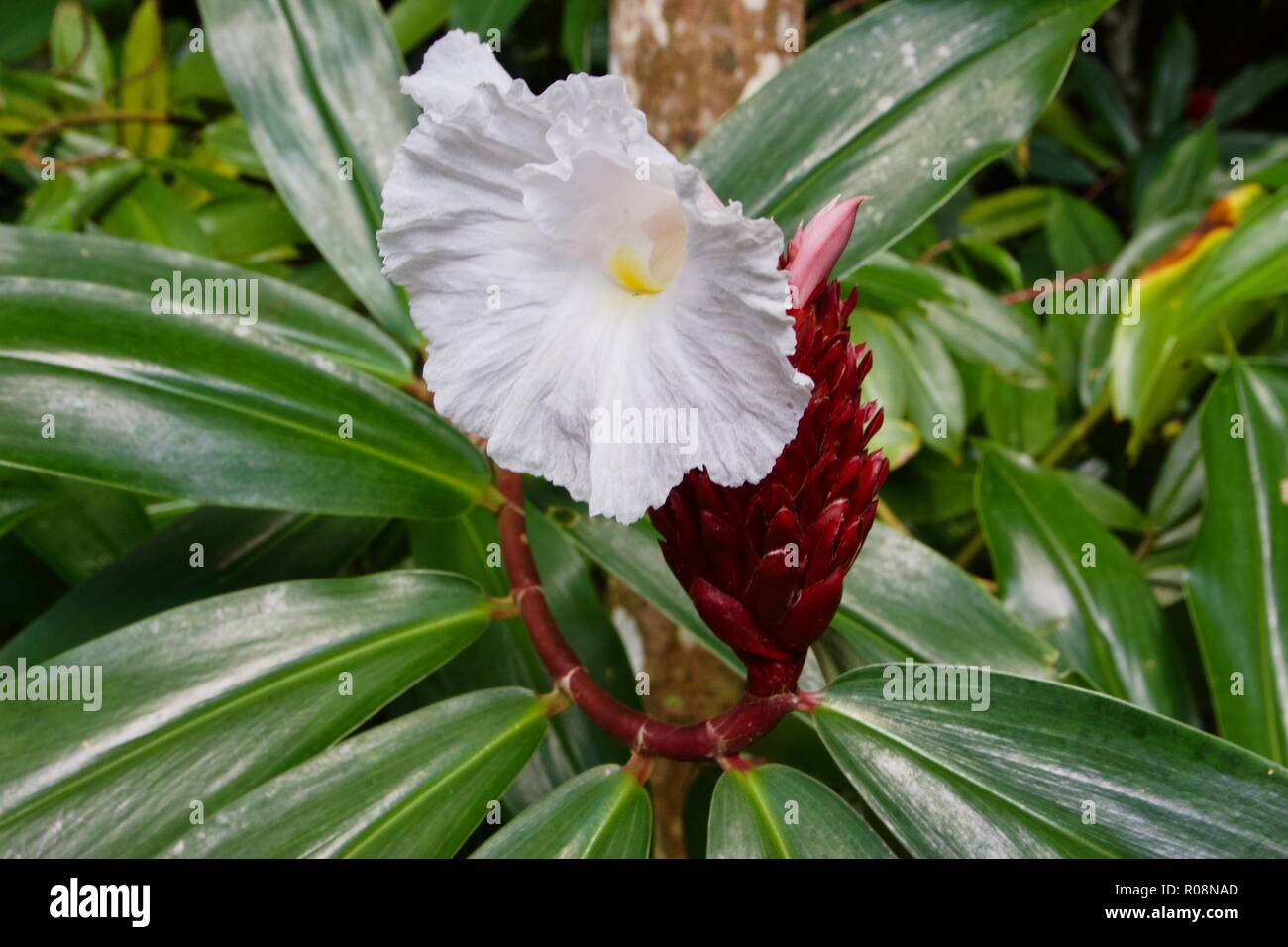 Cheilocostus speciosus, or crepe ginger, is a species of flowering plants in the genus Cheilocostus. Stock Photo