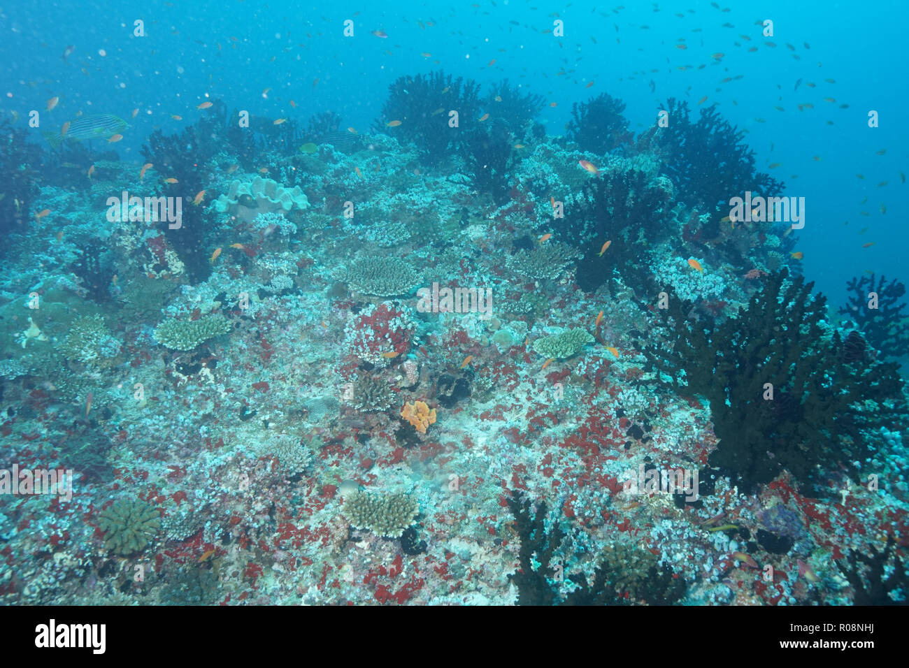 Tubastraea Micranthus midnight Coral Maldives Stock Photo Alamy