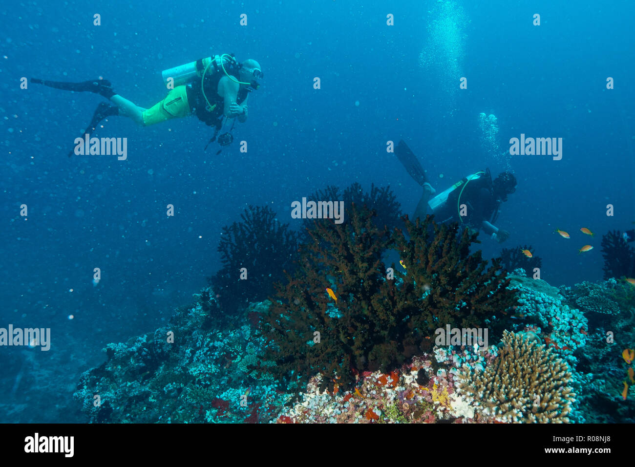 Tubastraea Micranthus midnight Coral Maldives Stock Photo Alamy