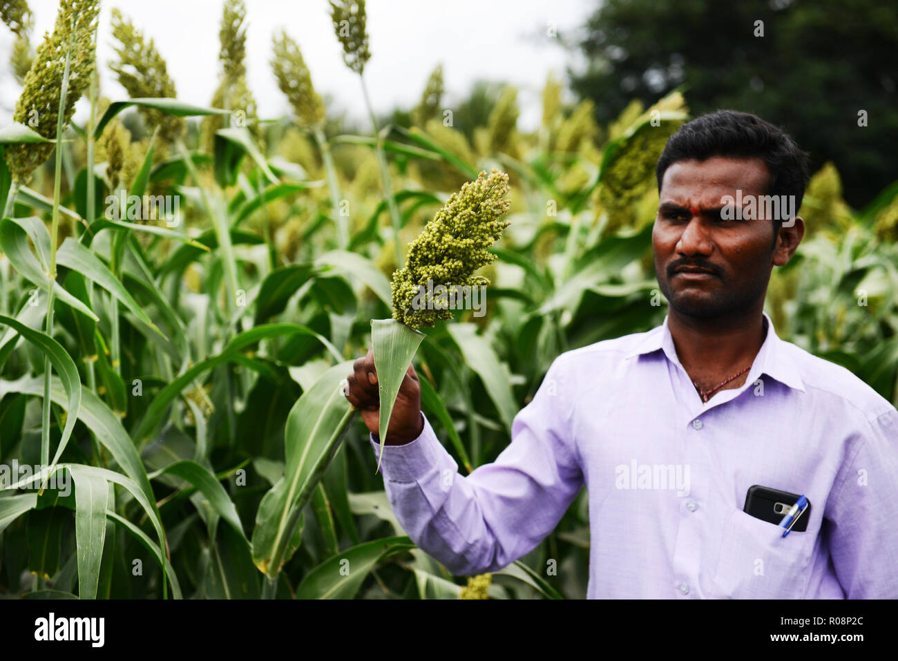 Jowar millet Stock Photo Alamy