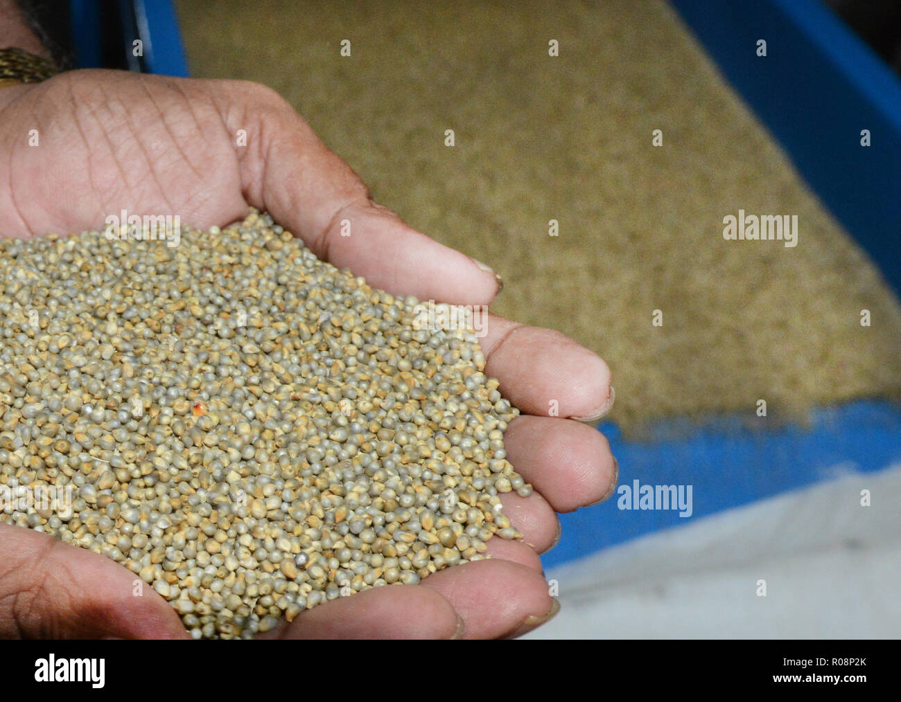 Millets production hi-res stock photography and images - Alamy
