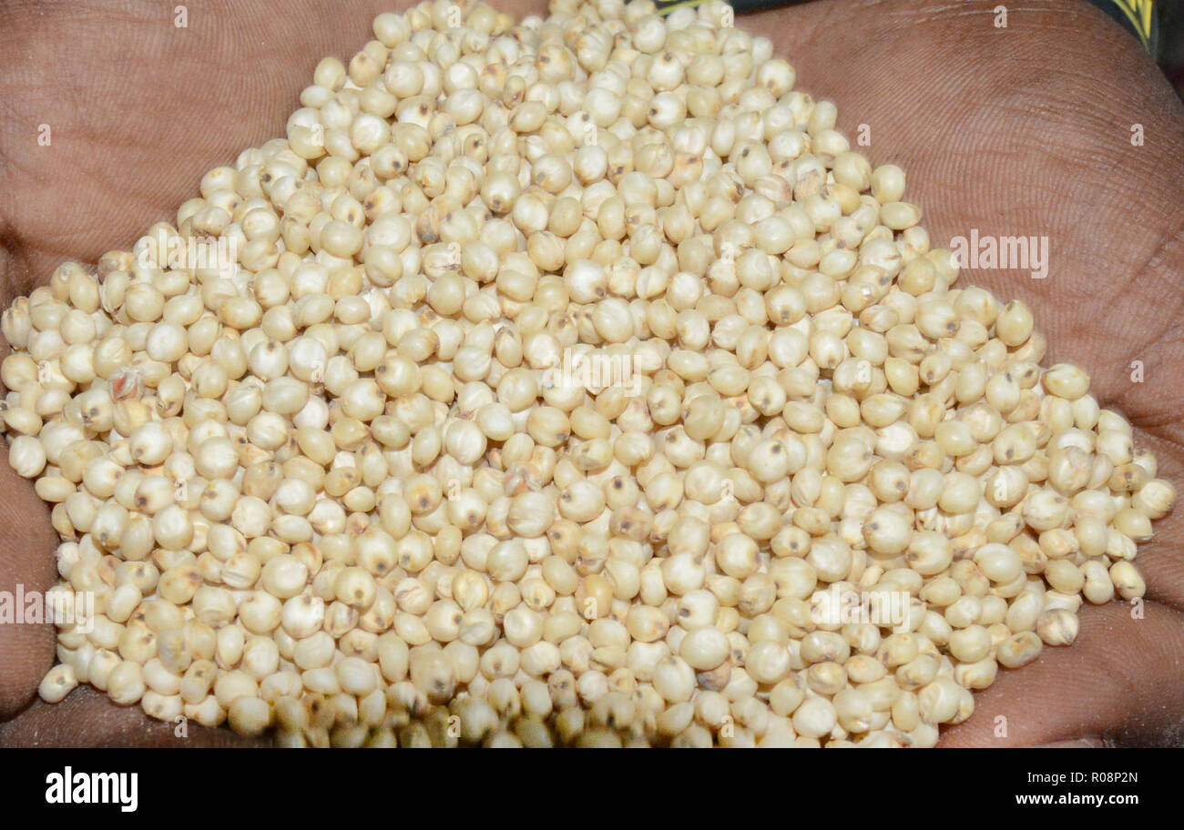 Jowar millet / Stock Photo Alamy