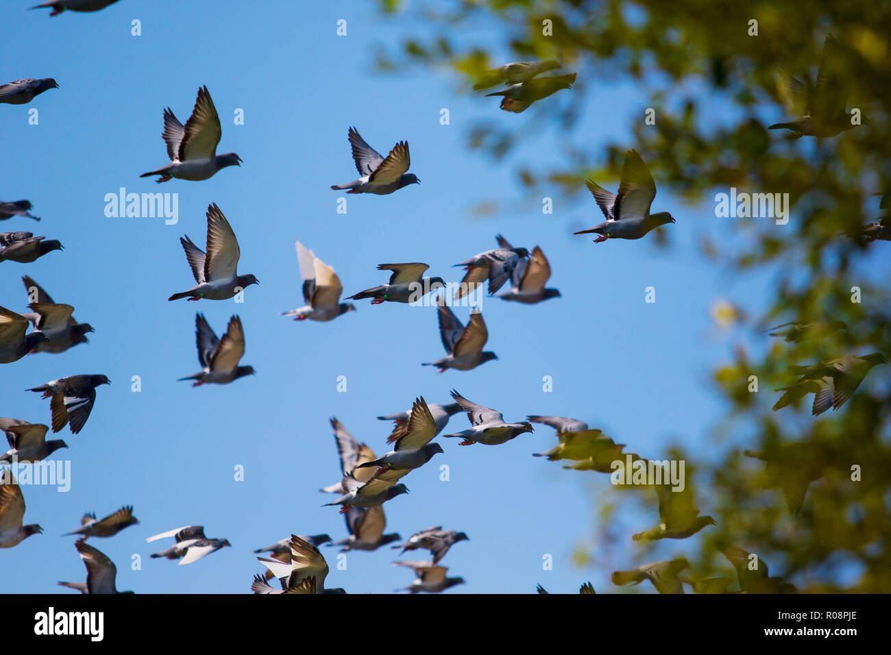 flock of speed racing pigeon release from competition basket Stock