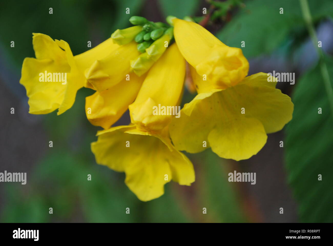 A bunch of beautiful yellow trumpet bush Stock Photo Alamy