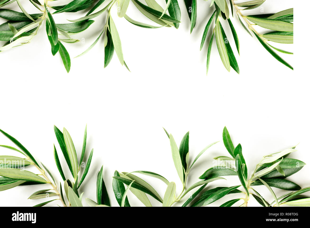 A photo of a frame of olive tree branches and leaves with copy space ...