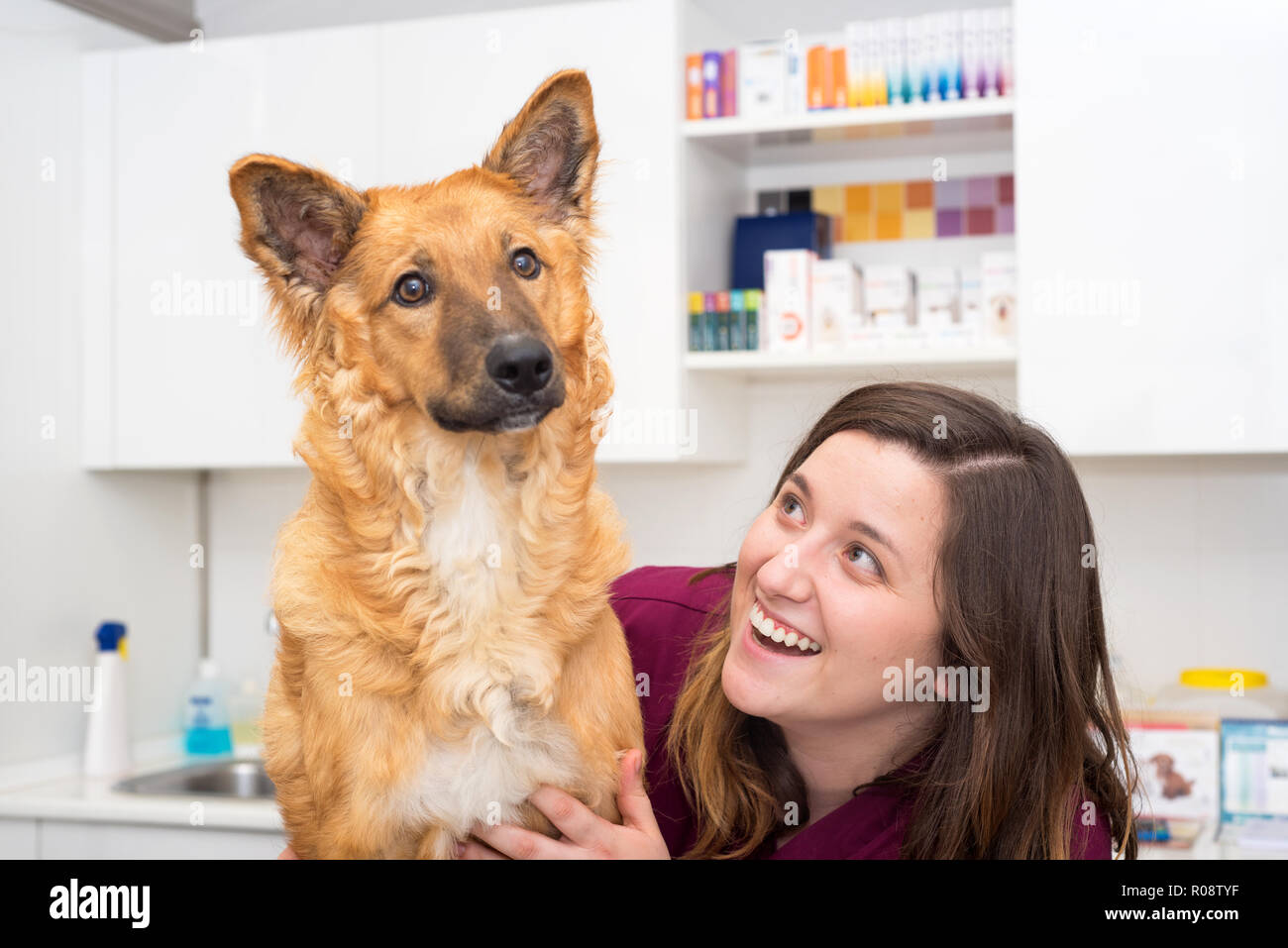 Doctor at the veterinary clinic hugging a beautiful dog Stock Photo