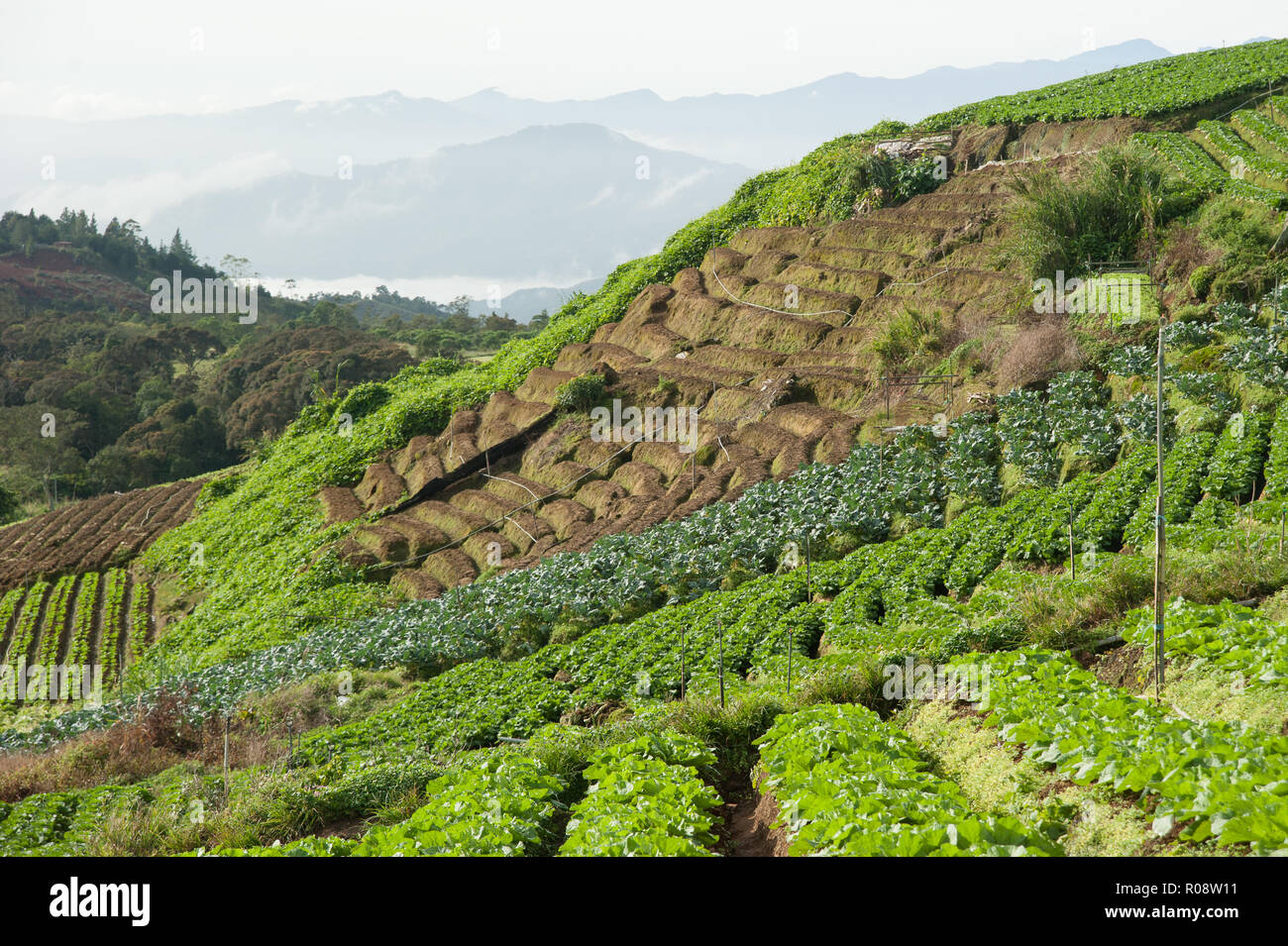 Kundasang vegetable farm hires stock photography and images Alamy