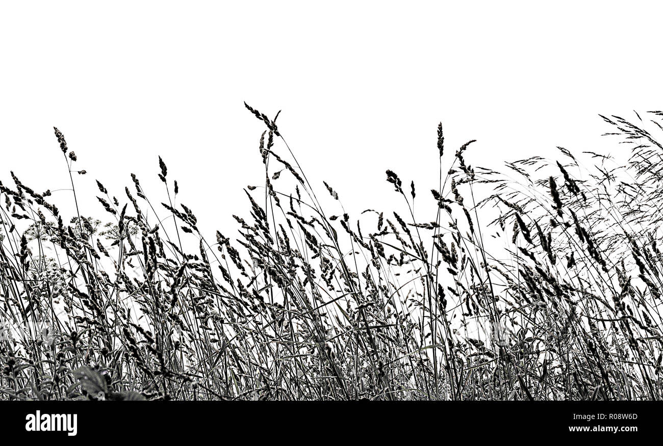 Download Wild Black And White Silhouette Grass Stock Photo Alamy