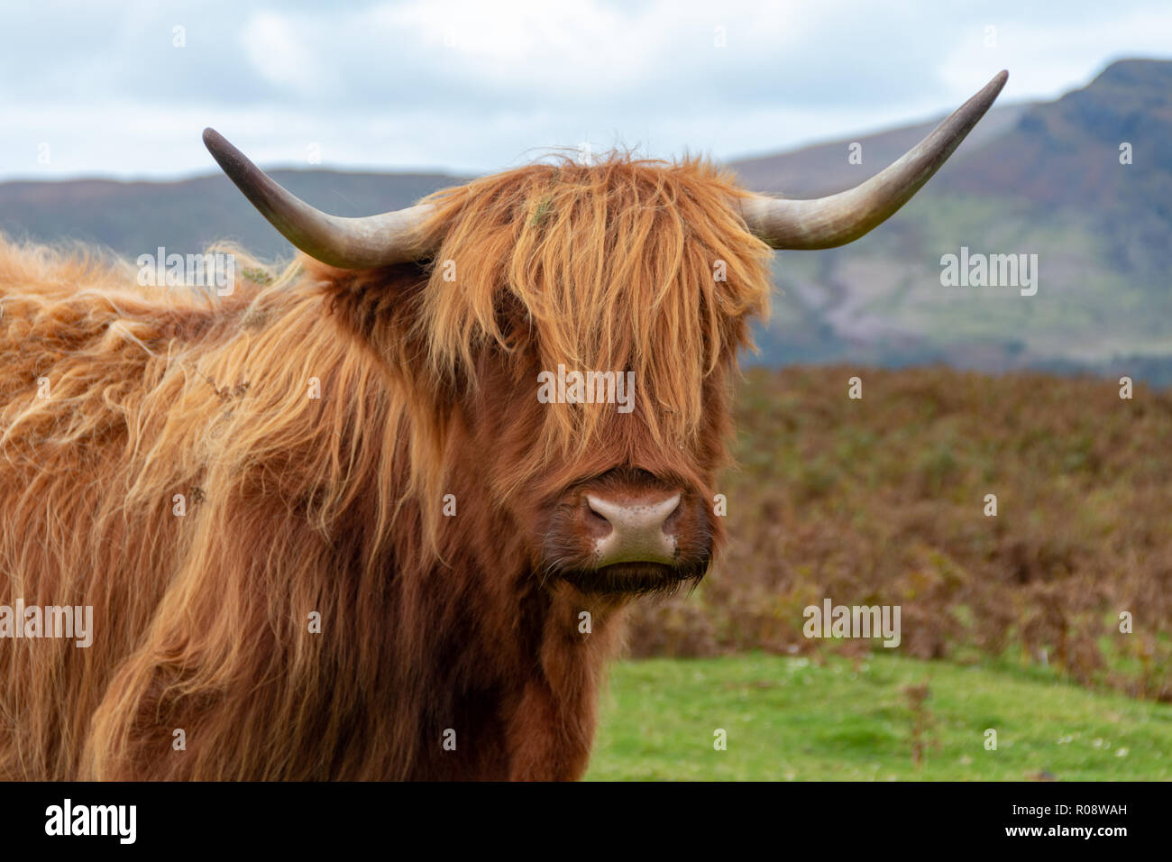 Portrait of a Highland Cow Stock Photo