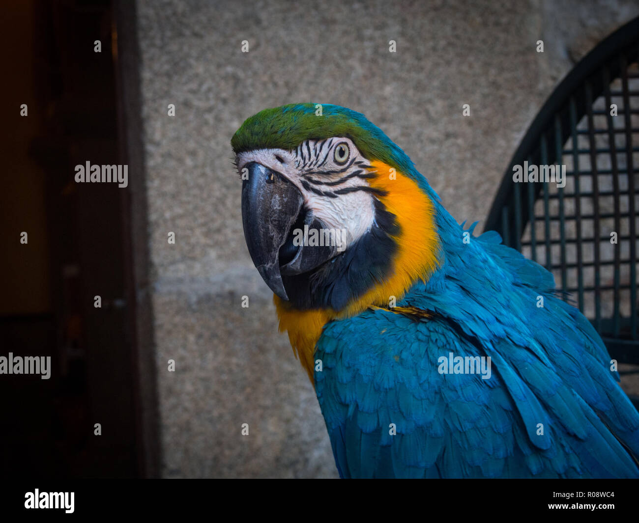 Image showcasing Parrot macaw in its cage Stock Photo - Alamy