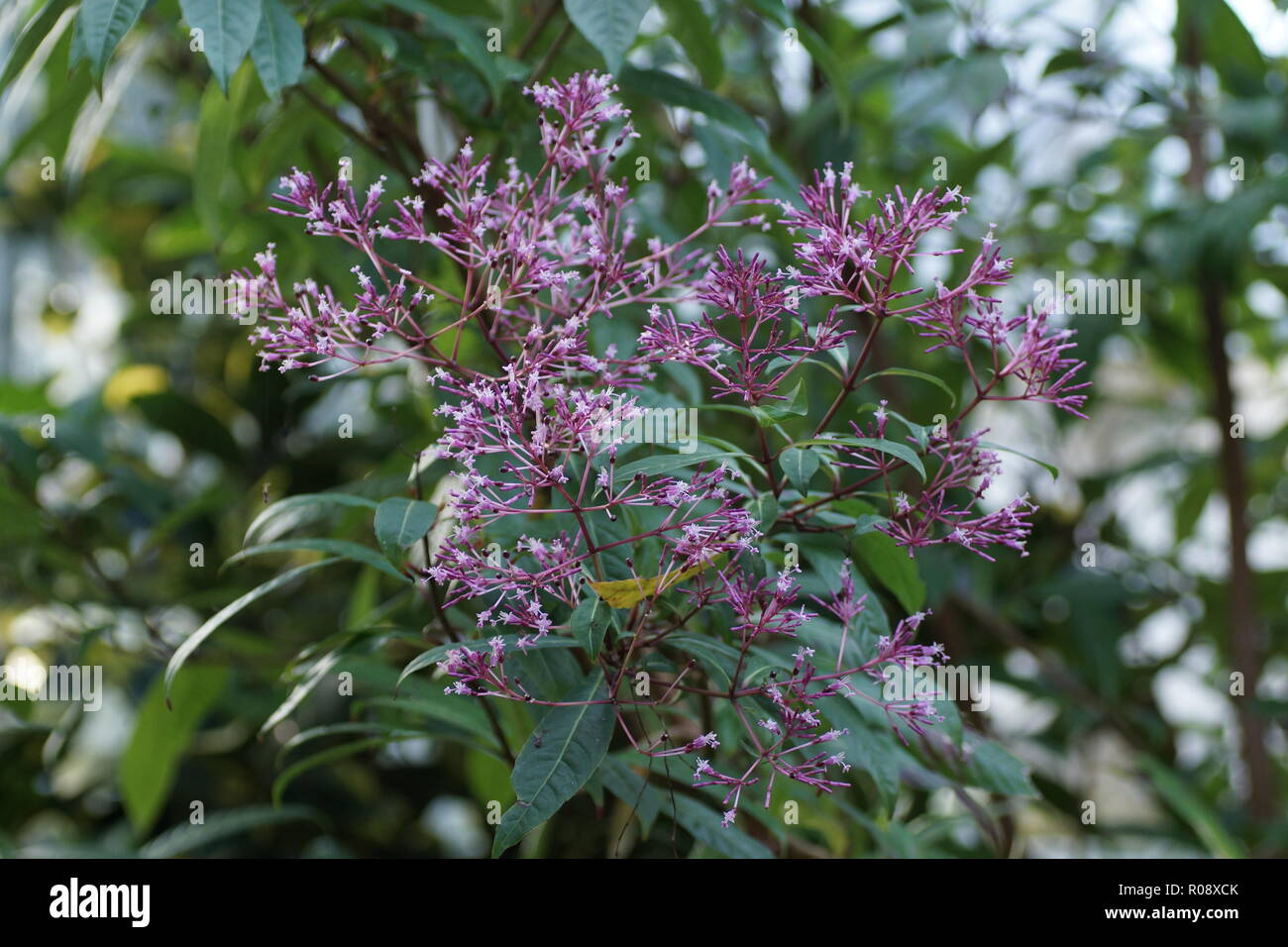 Fuchsia paniculata Stock Photo
