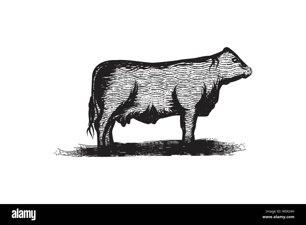 hand drawn beef, cattle logo Designs Inspiration Isolated on White  Background Stock Vector Image & Art - Alamy