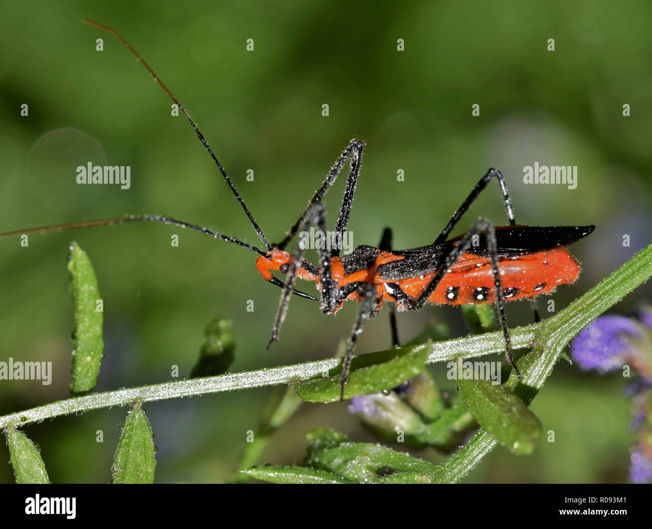 Milkweed Assassin Bugs are predatory insects, often lying in wait on vegetation and impaling insects that come too close. Stock Photo
