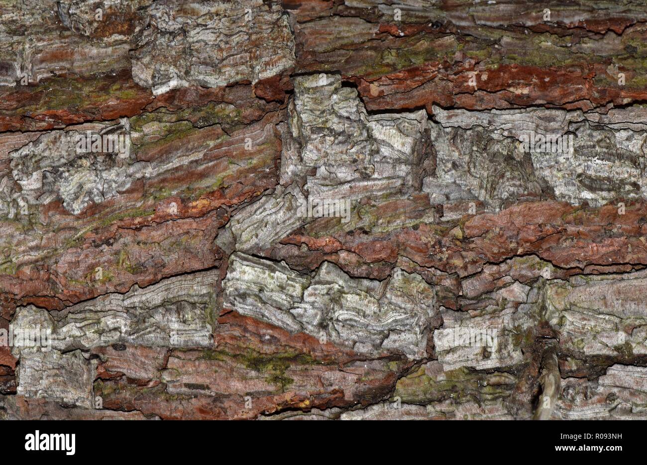 The rough bark of a tree, macro photography, close-up, detailed textures,  earthy colors, natural and rugged