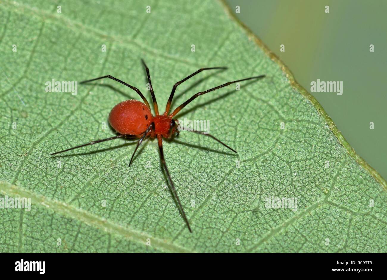 Oak spiders hi-res stock photography and images - Alamy