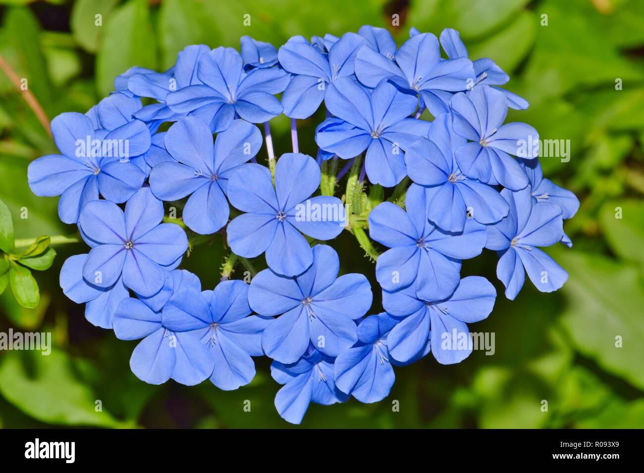 Blue Plumbago flowers (Plumbago auriculata) against a green background. These flowers are common in home gardens and they thrive in tropic climates. Stock Photo