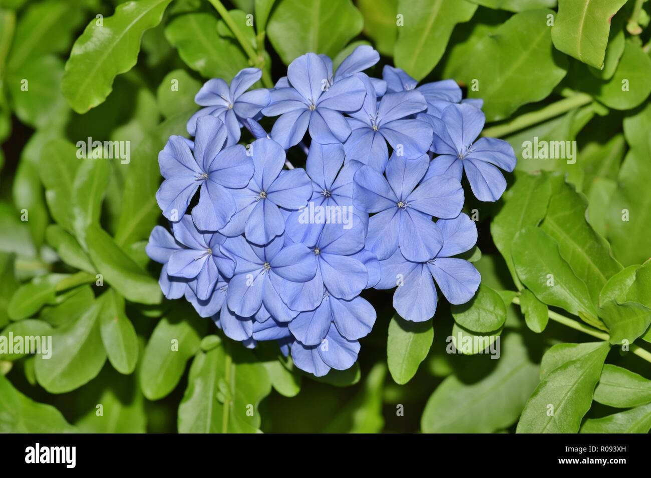 A flowering Blue Plumbago plant (Plumbago auriculata). A very popular evergreen shrub, they adorn many gardens. They look very attractive in blue. Stock Photo