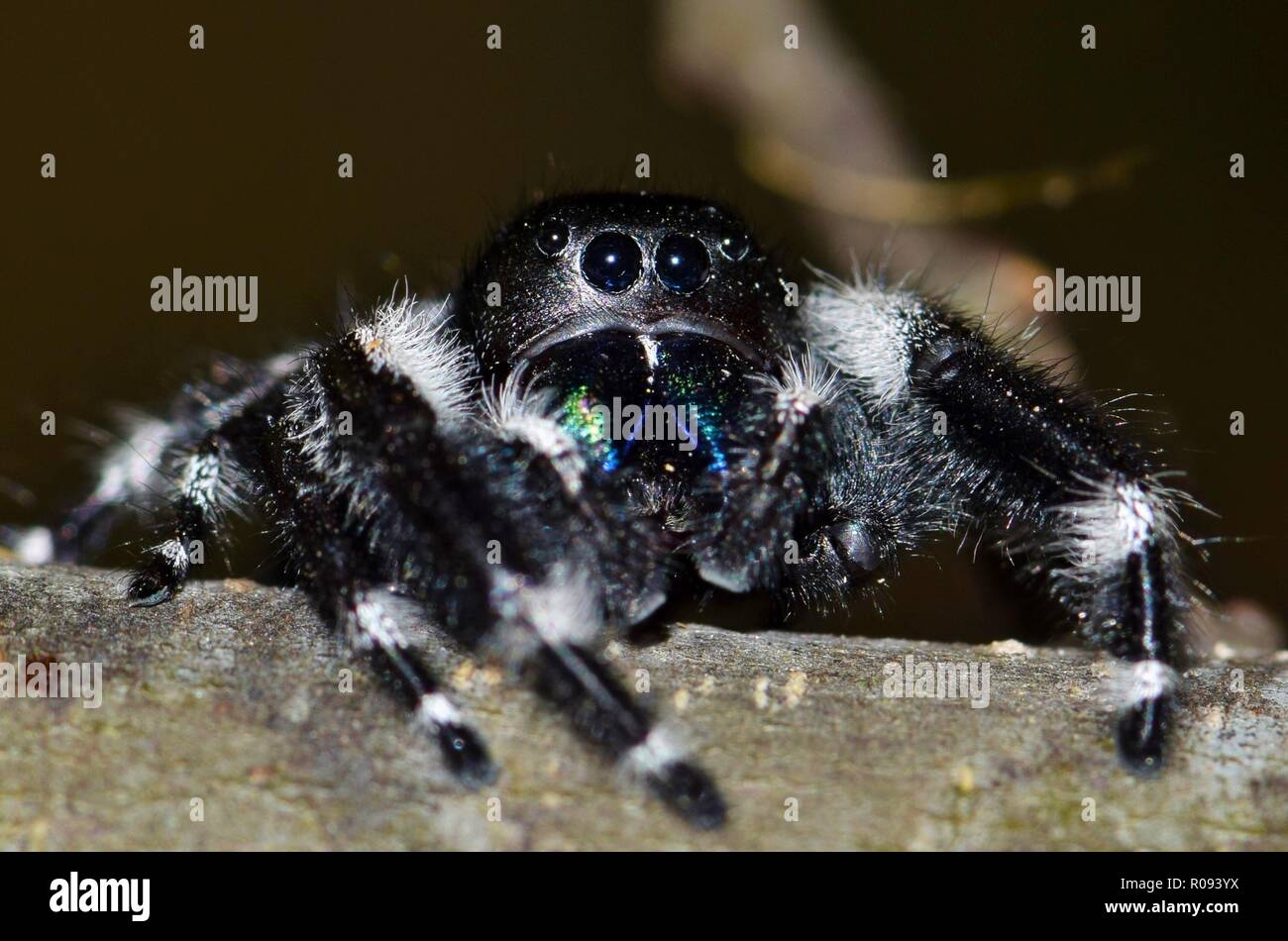 A rather large Bold Jumping spider eyes the camera warily and keeps a