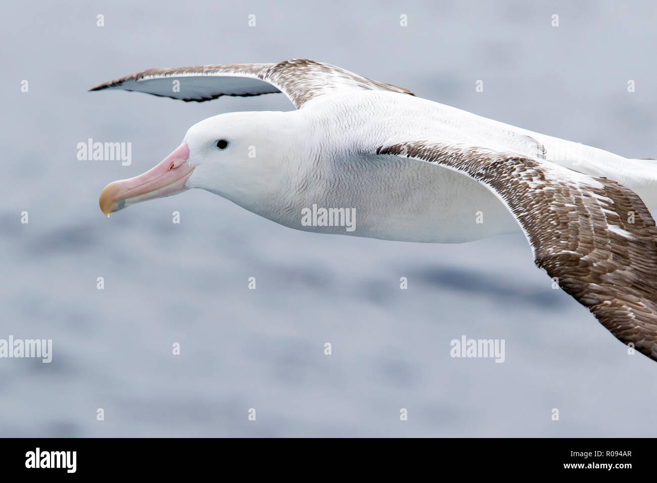 Wandering albatross bird flying above Drake Passage near Antarctica, Antarctic. (Diomedea exulans). Stock Photo
