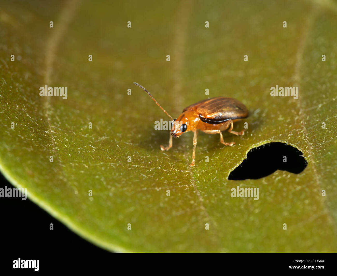 Macro Photography of Little Beetle On Leaf Stock Photo