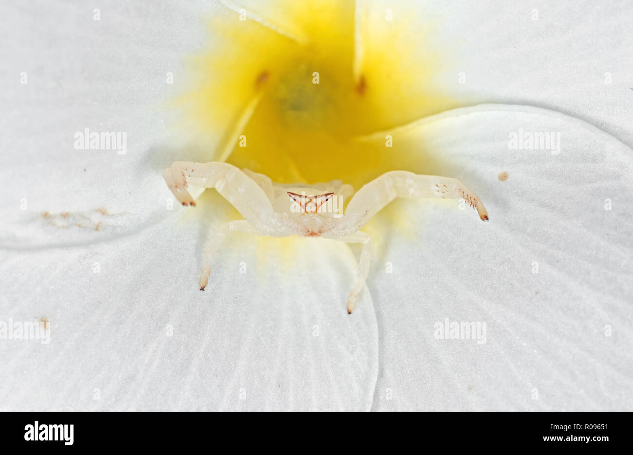 Macro Photography of White Crab Spider Camouflage on Plumeria Flower Stock Photo