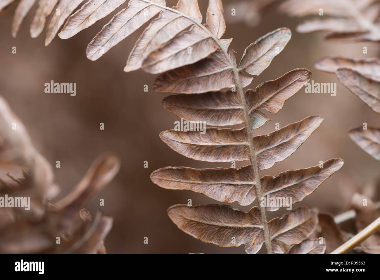 dried brown fern leaf macro selective focus Stock Photo