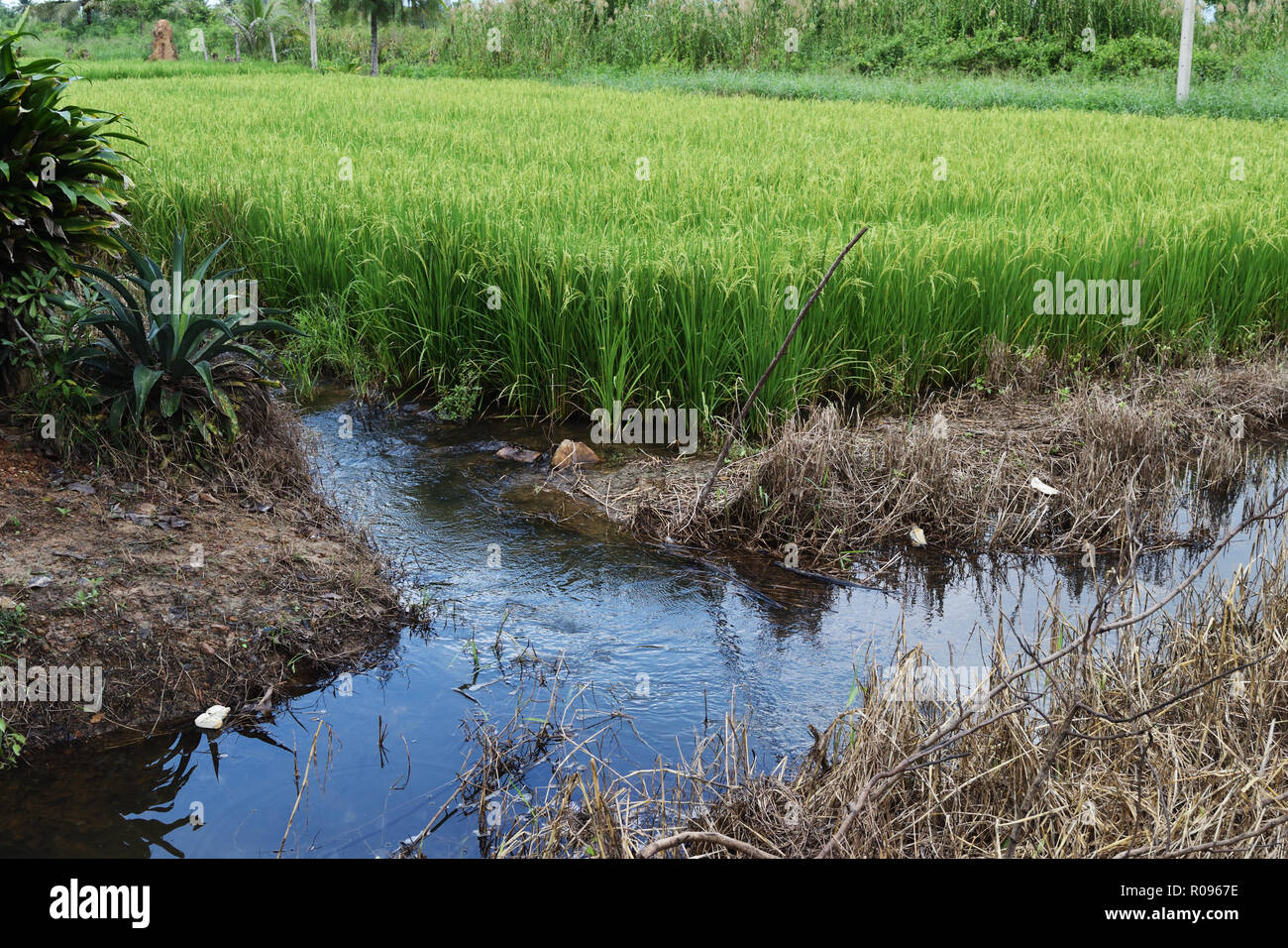 Water flowing out of green field, Cereal crop with paddy rice ears, Agriculture in Thailand Stock Photo
