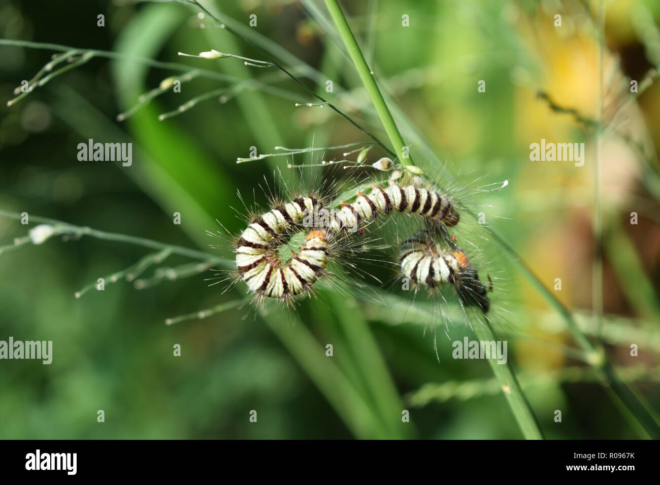 Group of Caterpillars orange head and furry throughout the body with white stripes and black on grass, Worm of Asota producta moth Stock Photo