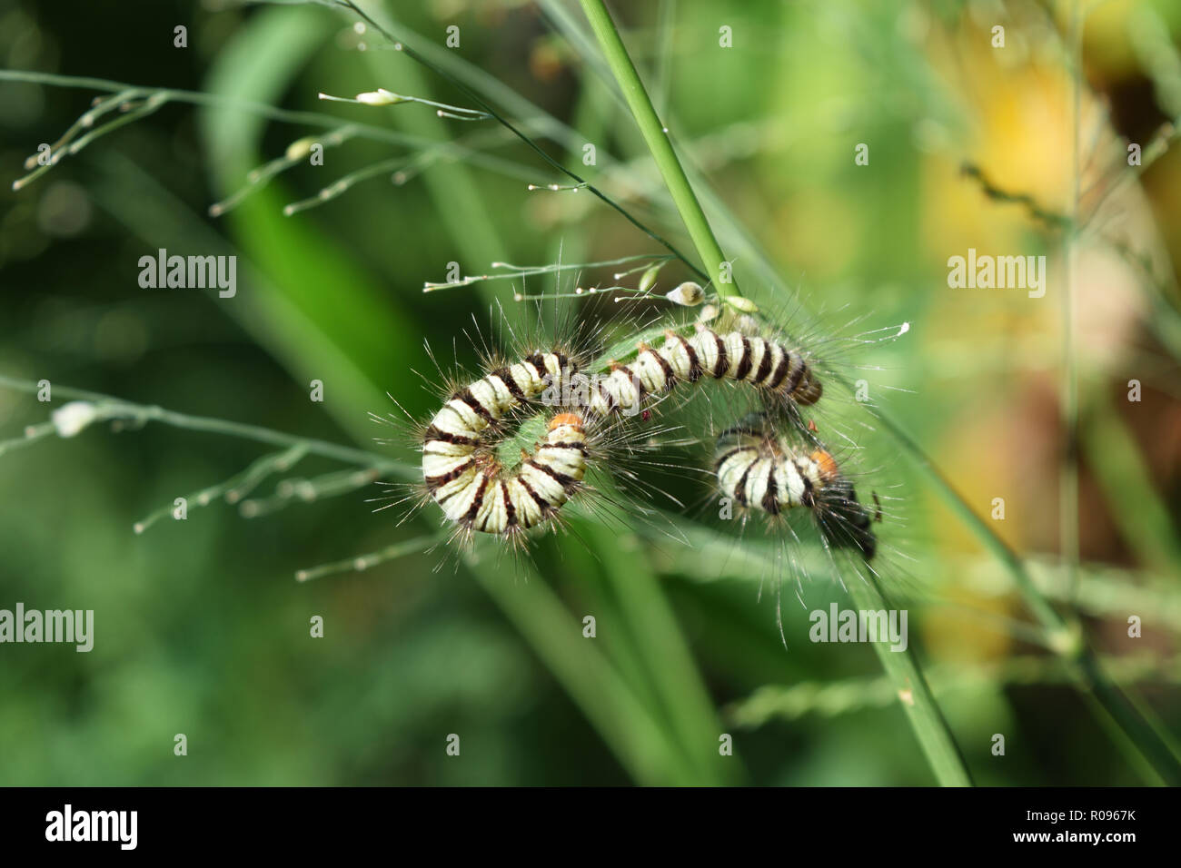 Group Of Caterpillars Orange Head And Furry Throughout The Body With 