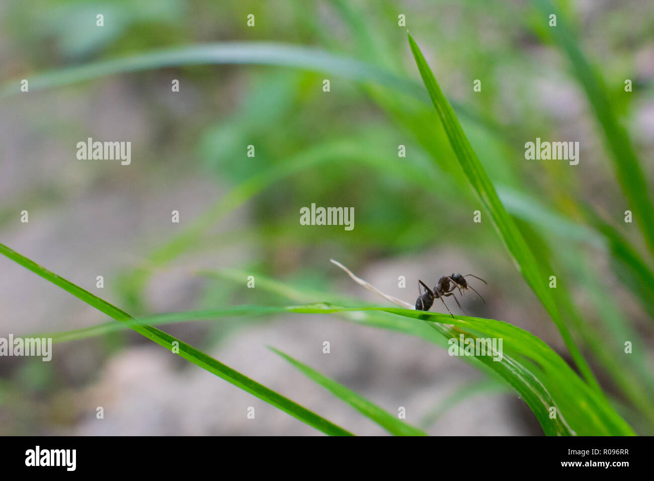 An ant balancing on a blade of grass Stock Photo Alamy