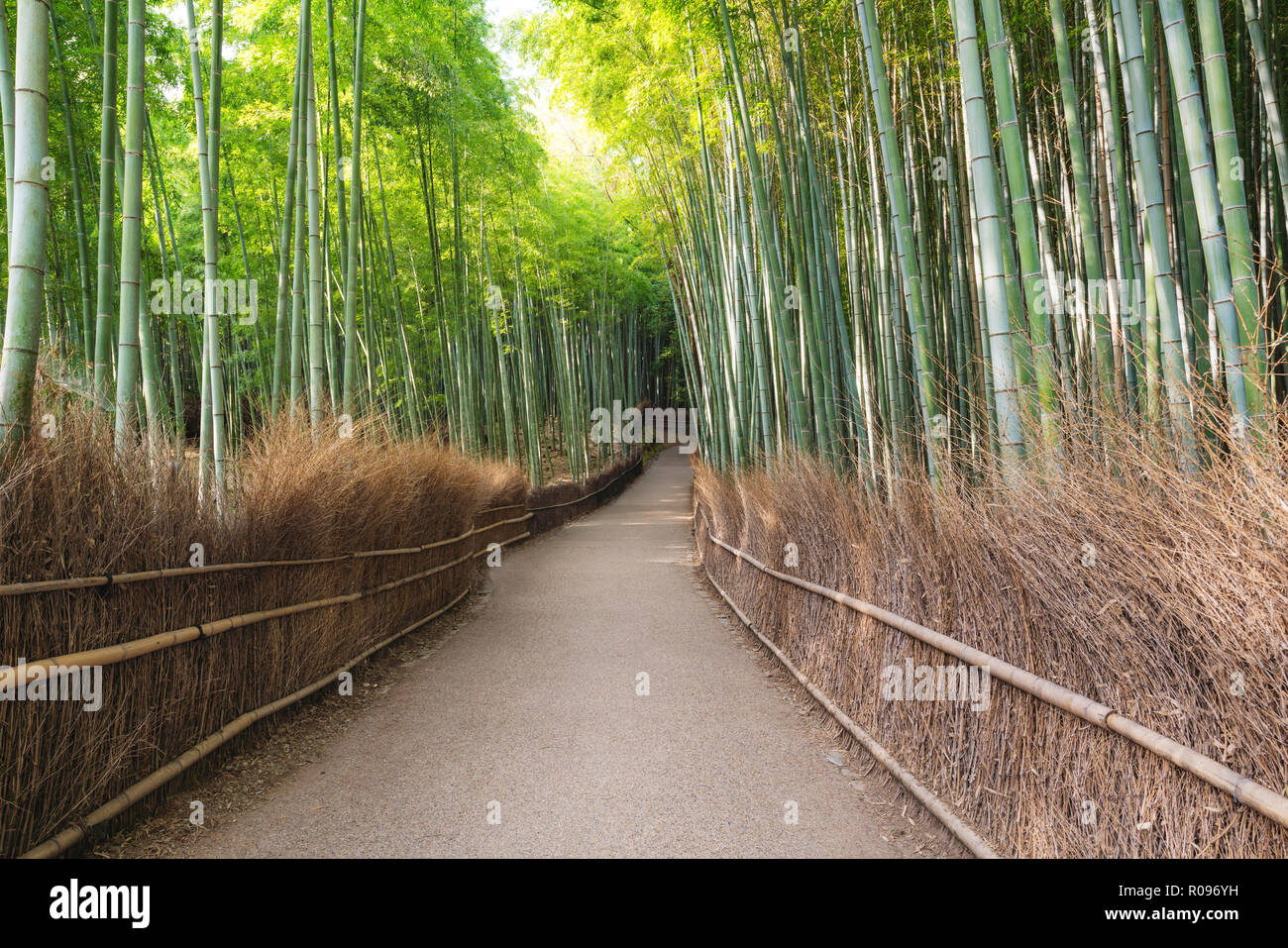 Japan travel destination landmark, Arashiyama Bamboo Forest in Kyoto Stock Photo