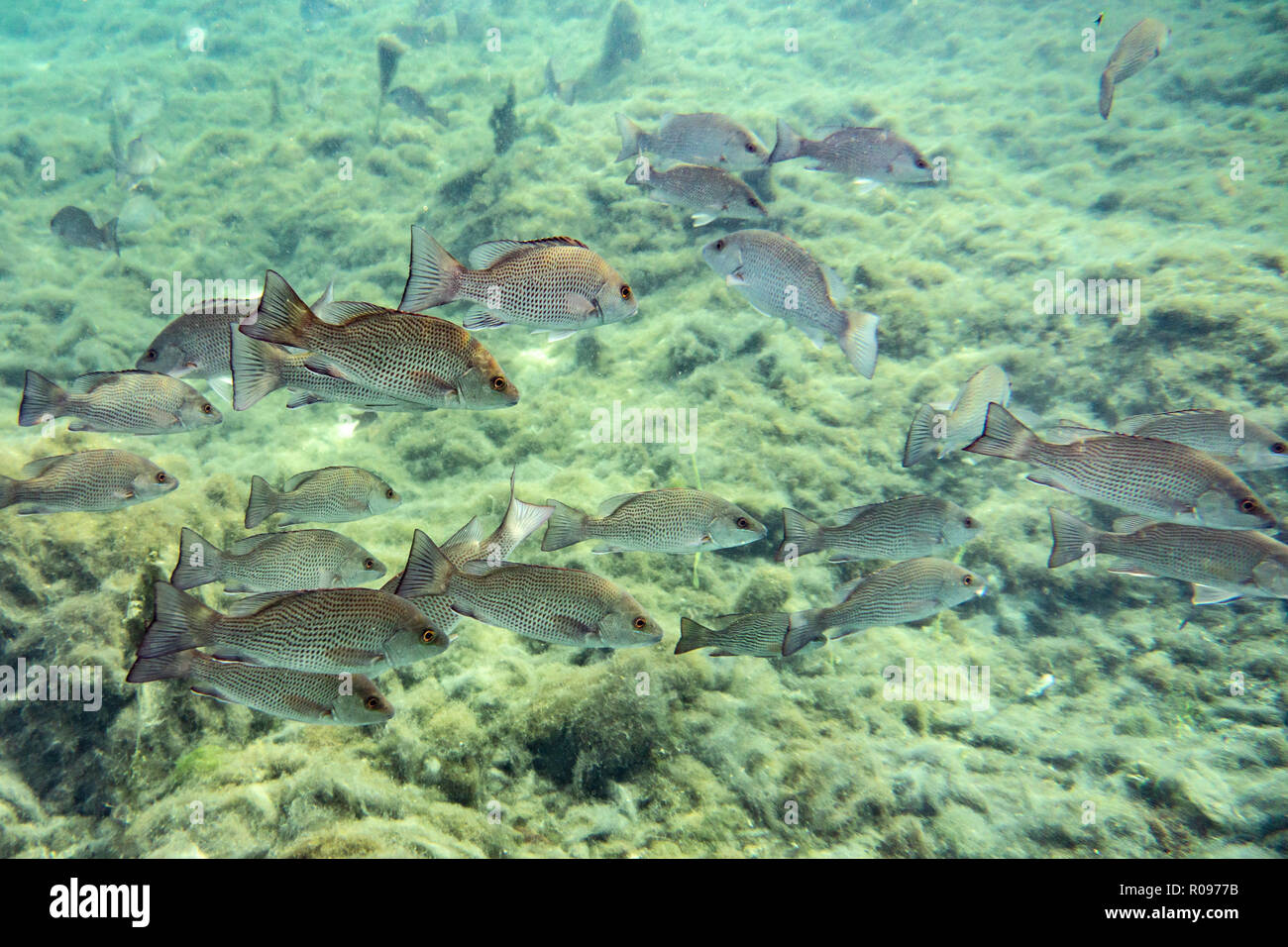 Underwater river small fish hi-res stock photography and images