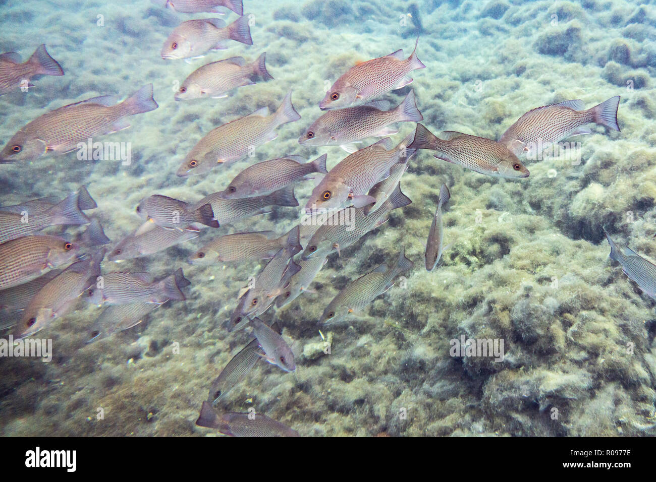 Small to medium sized Mangrove Snapper (Lutjanus griseus) school