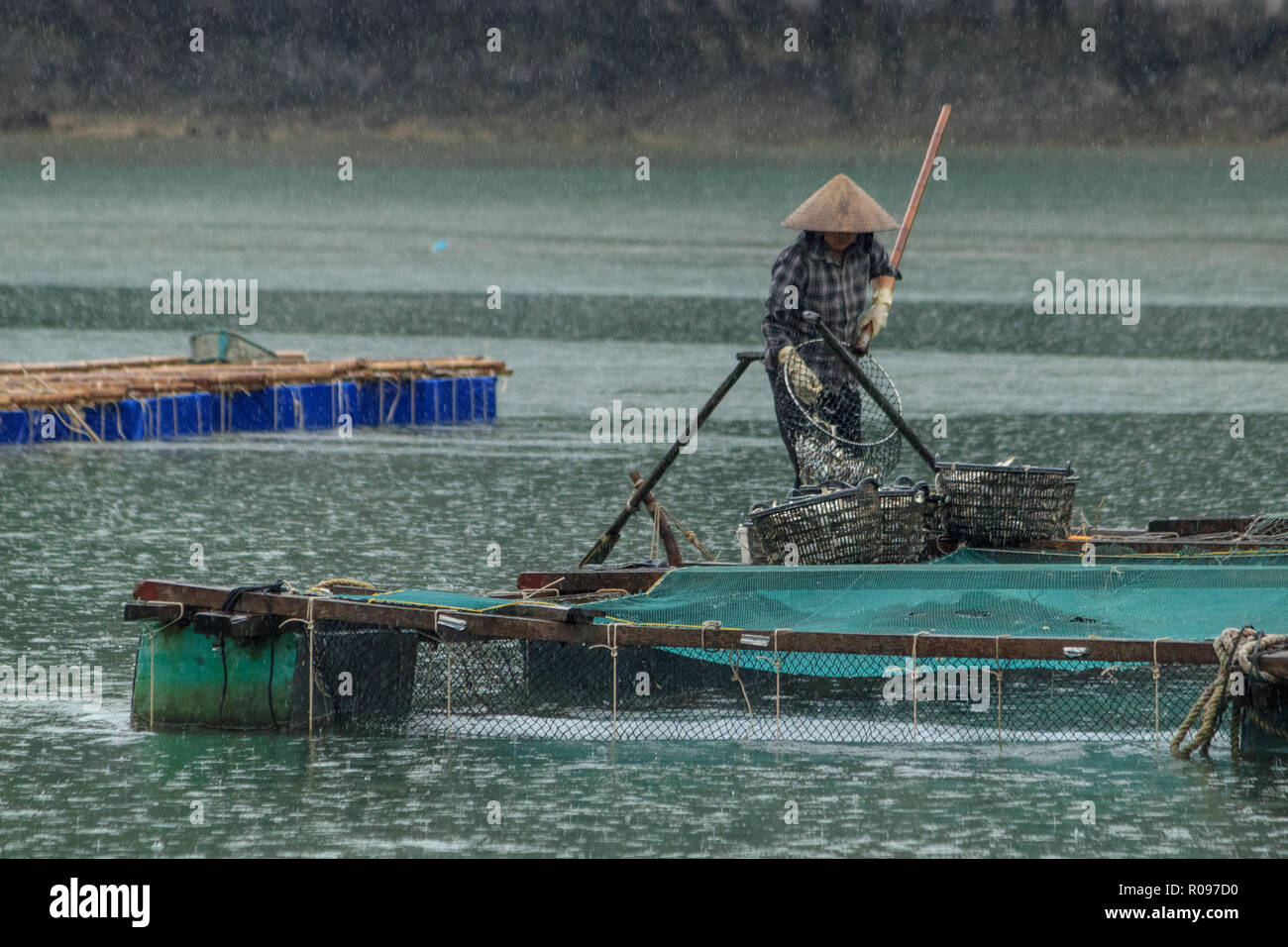 floating fish farm in ha long bay vietnam Stock Photo Alamy