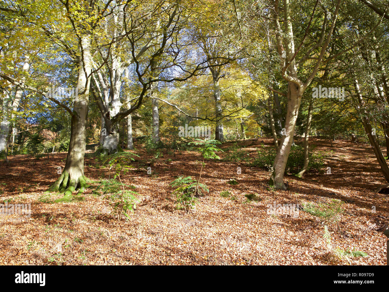 The Hall at AbbeyCwmHir Stock Photo Alamy
