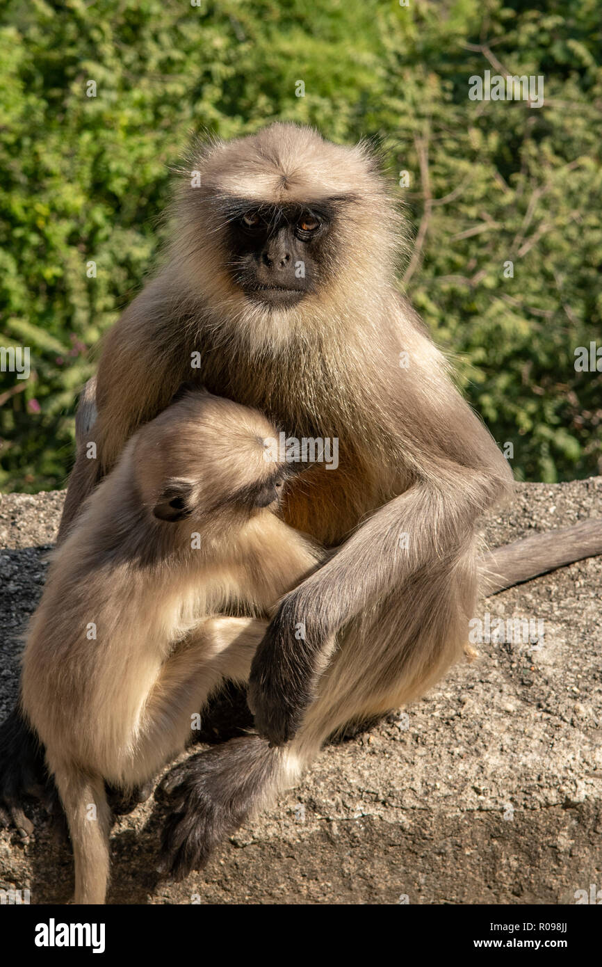Grey Langur Monkeys, Presbytis entellus at Ajanta Caves, near Aurangabad, Maharashtra, India Stock Photo