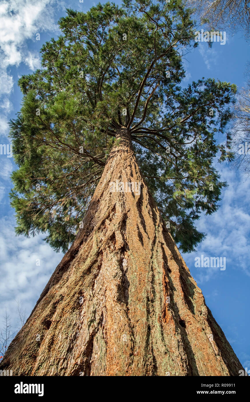 Redwood tree, West Sussex Stock Photo Alamy