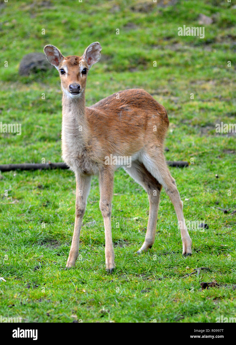Young Persian Fallow Deer Stock Photo